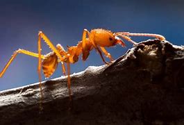 Image result for Atta Ant and Fungi