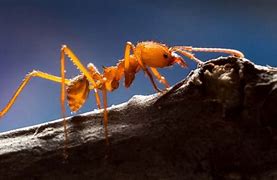 Image result for Genus Atta Ant