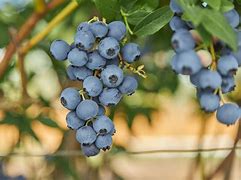 Image result for O'Neal Blueberry