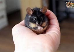 Image result for Long Haired Mouse