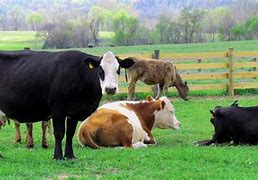 Image result for Cows On the Farm