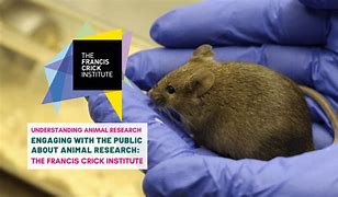 Image result for Animal Research in the Wild