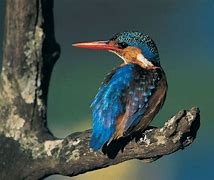 Image result for Kingfisher