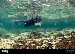 Image result for Coral Bleaching Hawaii