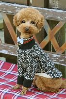 Image result for Poodle Terrier