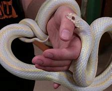 Image result for Corn Snake Mouth