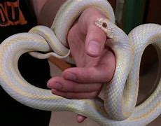 Image result for Cool Corn Snake