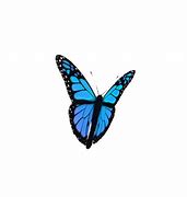 Image result for Animated Red Butterfly Gifs