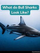 Image result for bull shark size