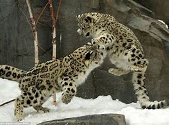 Image result for Snow Leopard Fight