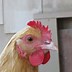 Image result for Six Hens