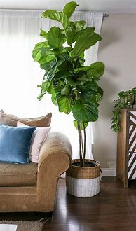 Image result for Indoor Fig Tree