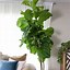 Image result for Indoor Fig Tree