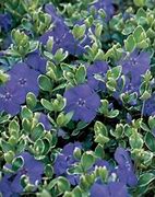 Image result for Vinca Minor Shurgert