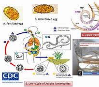 Image result for Ascaris Larvae