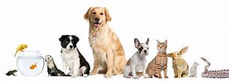 Image result for Copyright Free Pets