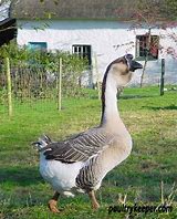 Image result for African Grey Goose