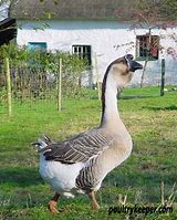 Image result for Small Grey Goose Species