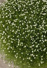 Image result for Moss Ireland