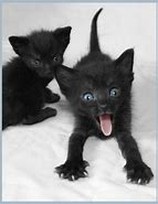 Image result for Bababoi Cat