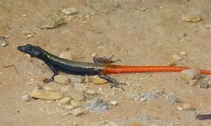 Image result for Flat Lizard Animal Species