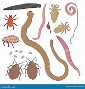 Image result for Drawing of a Parasite