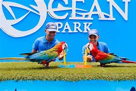 Image result for Sea Lion Show in Manila Ocean Park