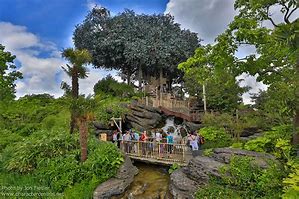 Image result for Swiss Family Robinson Treehouse Disney