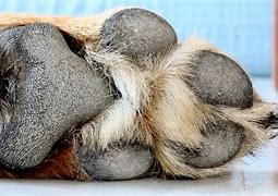 Image result for Foot of Dog