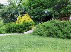 Image result for Plant Evergreen Shrubs