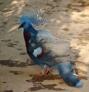 Image result for Victoria Crowned Pigeon