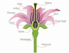 Image result for Pistil Parts