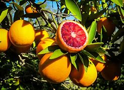 Image result for Orange Melos