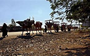 Image result for Camel Caravan Sphinx Wallpaper