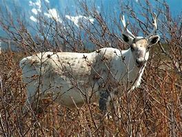 Image result for Newfoundland Caribou