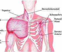 Image result for Shoulder Muscular Anatomy