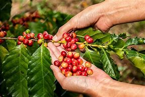 Image result for Arabica Coffee Beans Top View