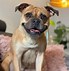 Image result for Pug Boxer Mix