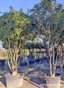 Image result for Fragrant Tea Olive Tree