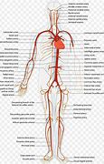 Image result for Arteries in Circulatory System