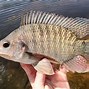 Image result for Live Tilapia Fish