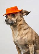 Image result for A Dog Wearing a Hat