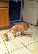 Image result for Cat Lion Haircut