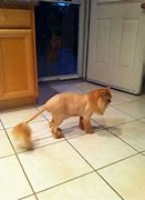 Image result for Lion Shave Cat