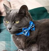 Image result for Black Bandana Cat