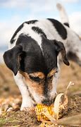 Image result for Dog Eating Corn