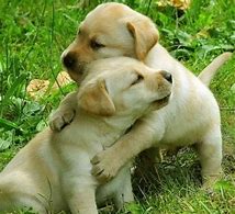 Image result for Cute Dog Hug