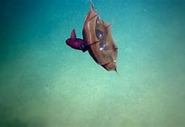 Image result for Vampire Squid Red Eyes