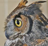 Image result for Great Horned Owl Eyes