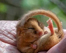 Image result for Chicken Dormouse